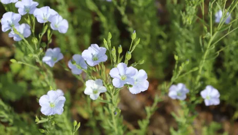 AAC Bright Flax exhibits a brilliant blue blossom.