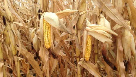 Ripening cobs in corn field