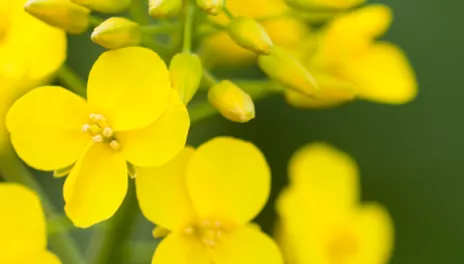 Canola blossoms are bright yellow.