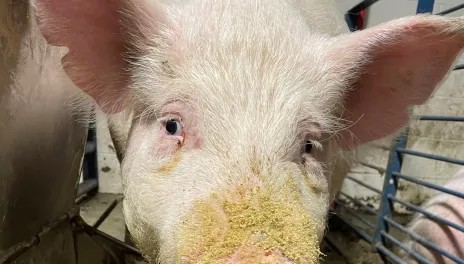 White pig stands next to feeder.