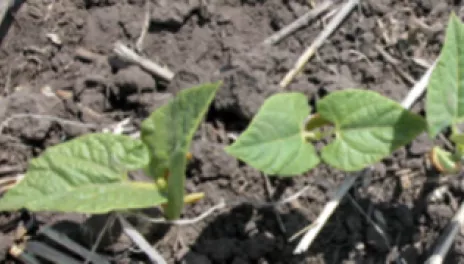 Bean seedlings