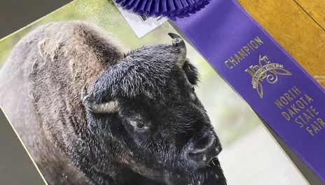 A purple rosette is laying next to a photo of a bison. 