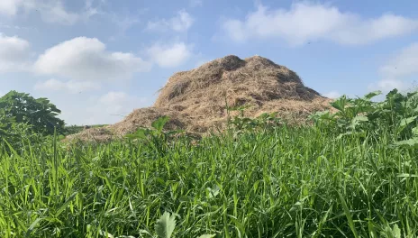 Green grass and weeds surround a pile of straw and manure.