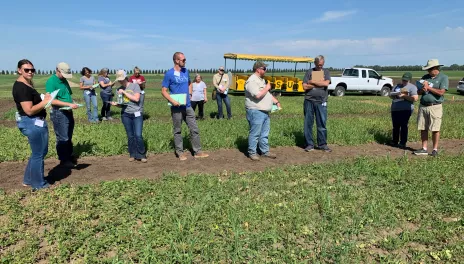 Crop advisers examine plant injury at a CREC test plot.