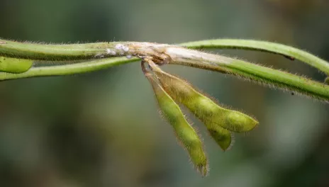 White mold in soybean