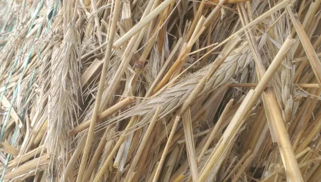 Rye straw and heads in a bale.