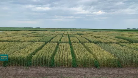 With HRSW 57 varieties entered, and four replicates of each variety planted, the 228 plots present a patchwork of green plants of varying heights on an overcast day.