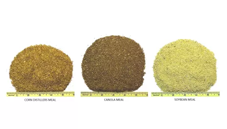 Small samples of light brown corn distillers meal, brown canola meal, and light yellow soybean meal are displayed above 6-rulers to show that particle size is similar.