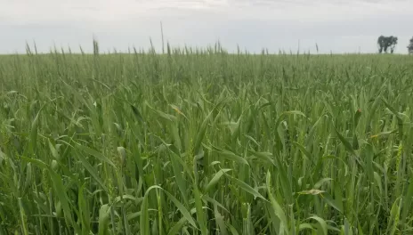 An immature field of wheat shows green stems and soft heads.