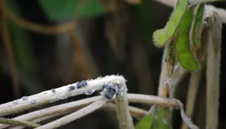 Dark sclerotinia on a soybean plant