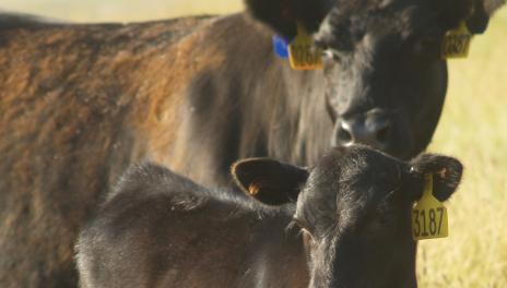 brown cows - mother and offspring. Both with yellow ear tags