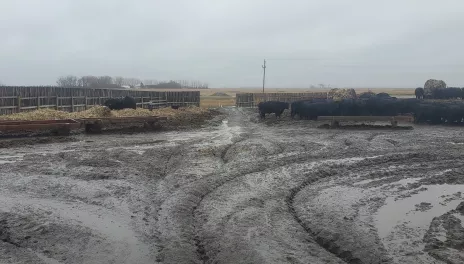 Black cattle stand on straw pack to avoid mud in a fenced corral. 