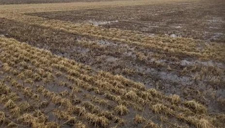 Bare topsoil with stubble and standing water.