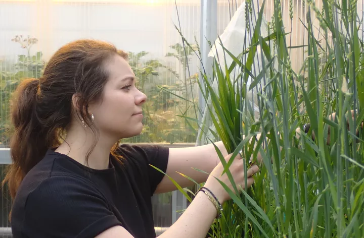 woman examining plants in a greenhouse