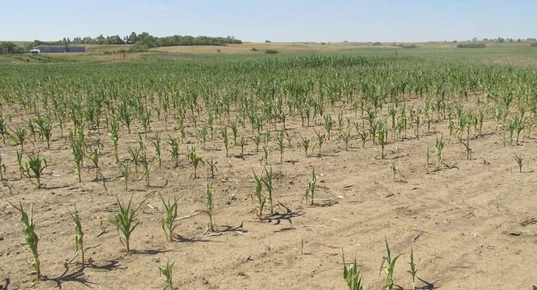 Drought in Mercer County, 2017