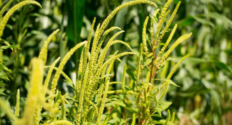 multiple palmer amaranth plant heads