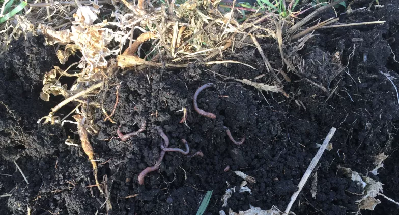 earthworms in soil