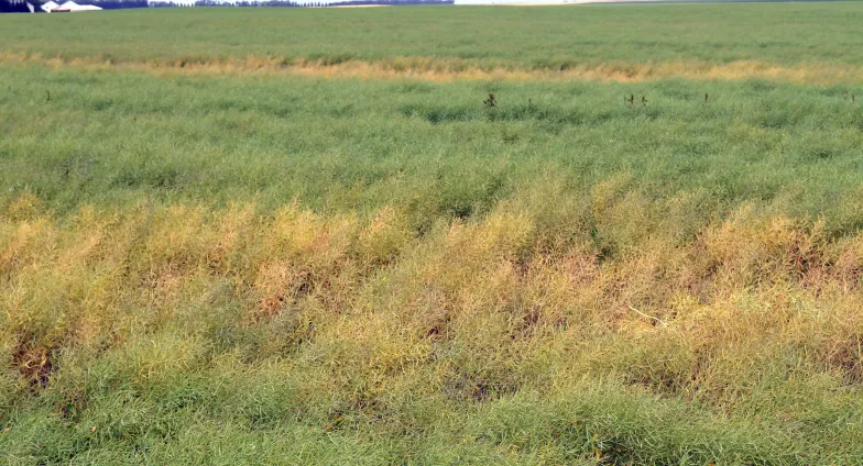 field with yellowing crop sections