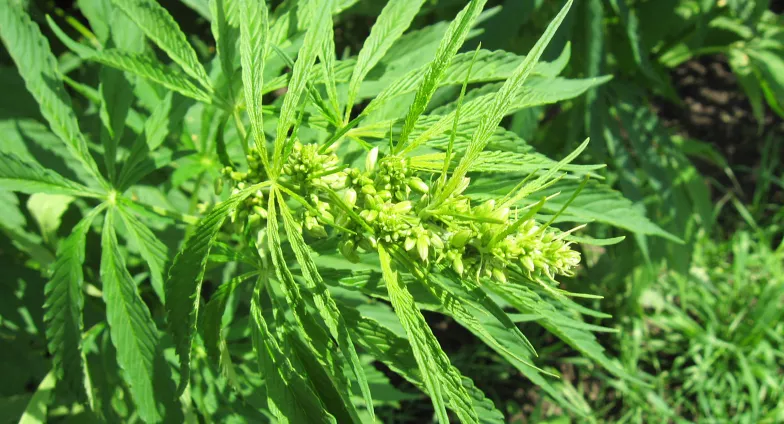 head of hemp plant