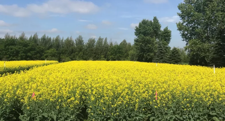 Canola test plots