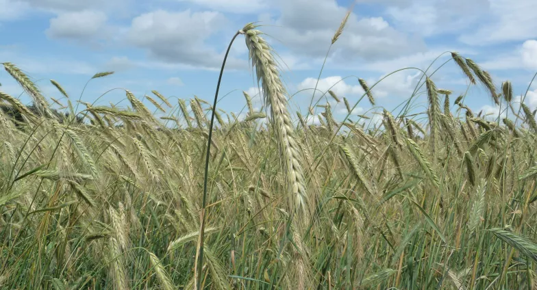 rye field with close up of plant top