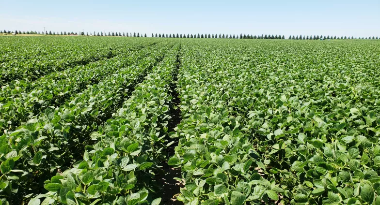 soybean field