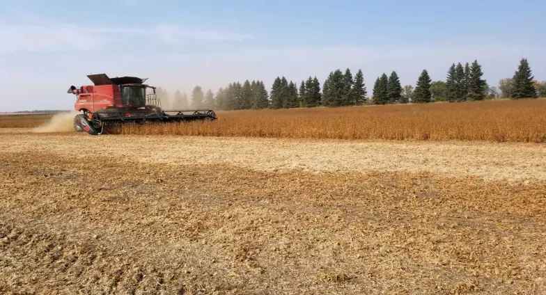 Harvesting soybeans