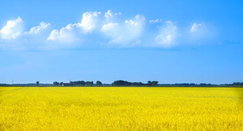 canola field