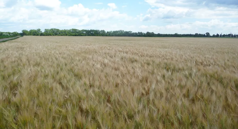 barley field