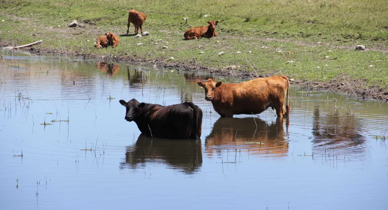 cows cooling off in pond other cows relaxing on shore