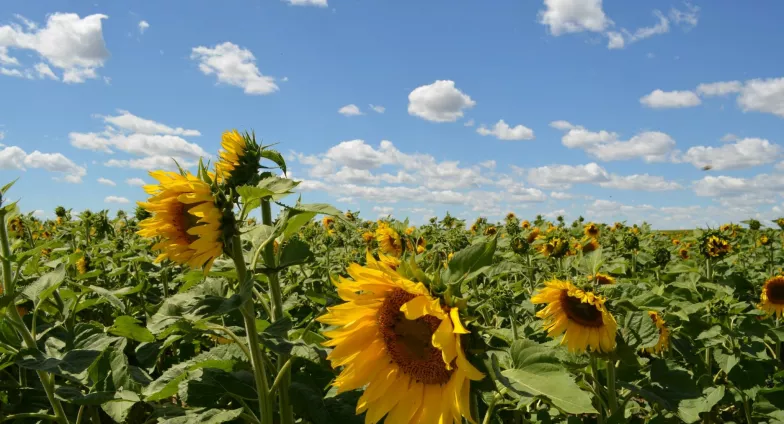 The top of a sunflower field with three large, yellow sunflower blossoms in the foreground, stretches toward the horizon where it meets a blue sky scattered with white puffy clouds.