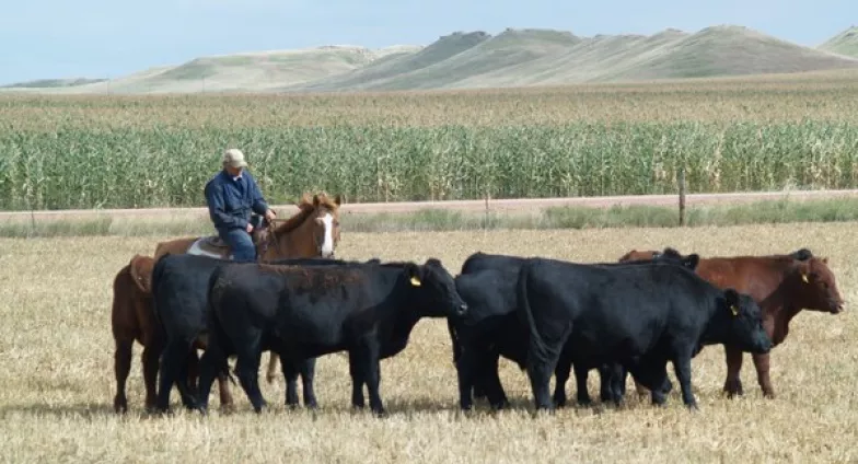 A group of black cattle and brown cattle, accompanied by a person on a brown horse, stand in a field of low, tan grass. In the background there is a green corn field and further back a line of buttes.