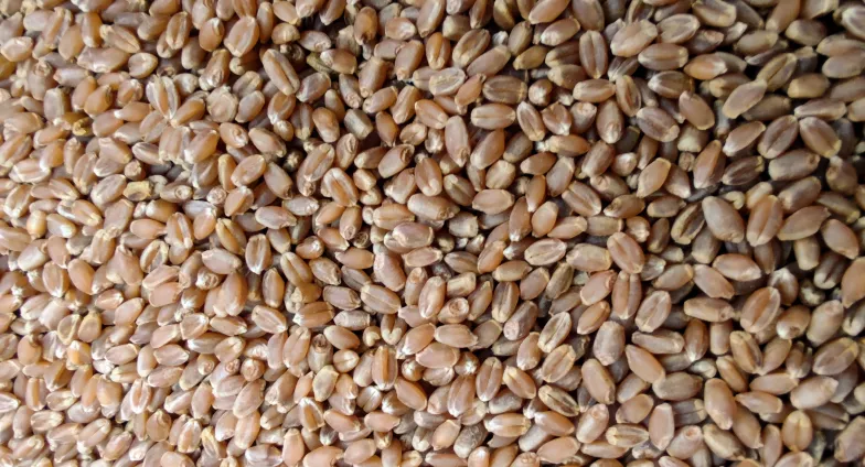 Closeup of hard red spring wheat seeds