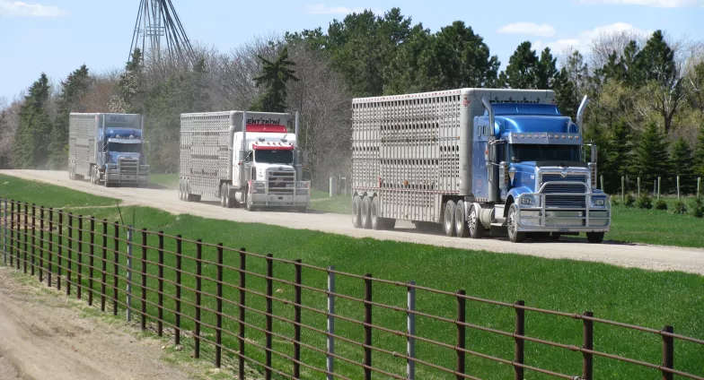 Trucks hauling livestock driving on a gravel road. 