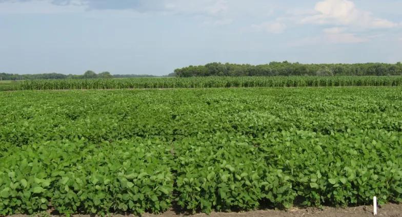 Picture of a LREC variety trial.