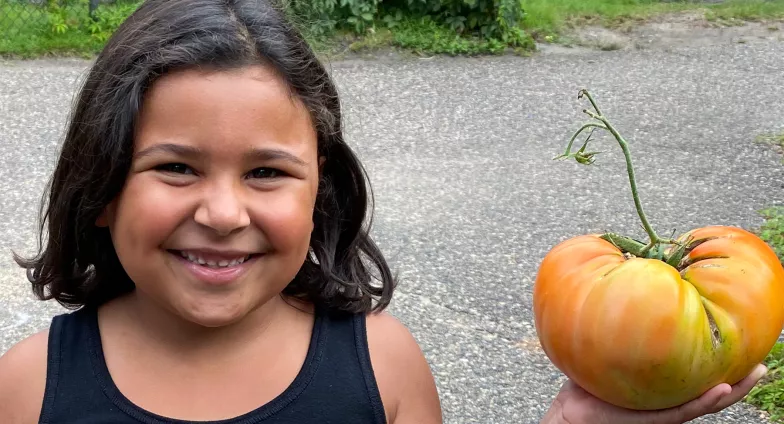 A young girl holds a large tomato colored light orange and green.