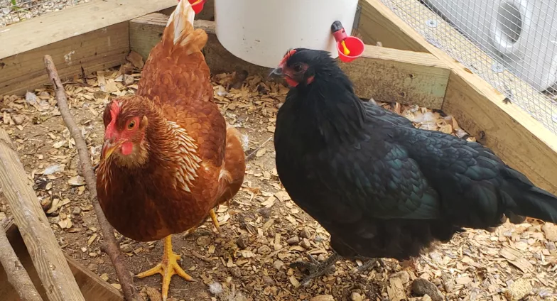 tan chicken and black chicken in a pen