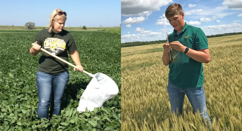 Two pictures ore combined in this image. On the left, A woman in a green t-shirt stands in a field to soybean plants. She is holding a large insect net. On the right, a man in a green polo shirt lstands in a field of wheat looking intensely at a head of wheat in his hands scouting for insects.