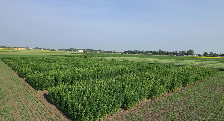 LREC Hemp Trial 2021