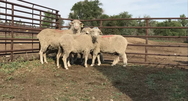 Three ewes standing 