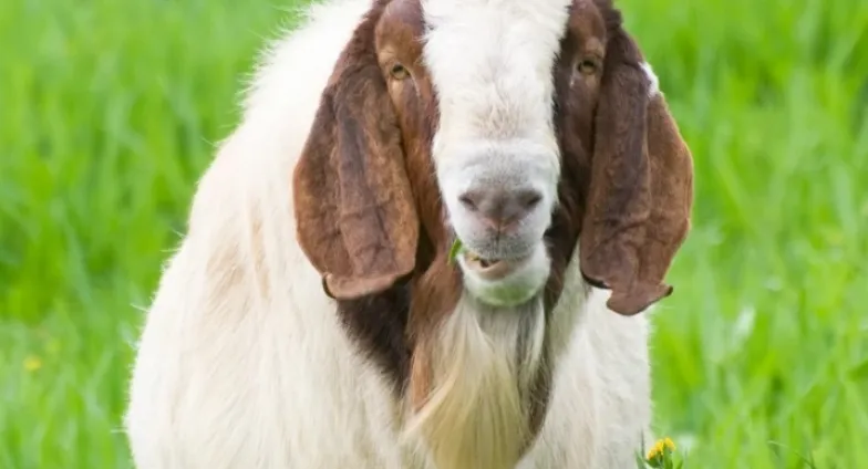 Goat in grass
