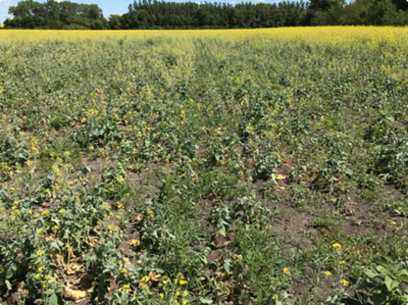 clubroot field