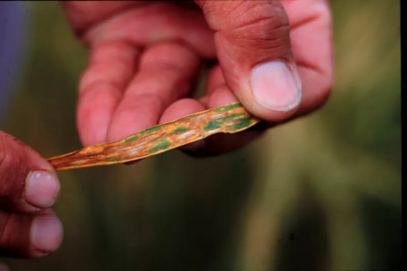 Holding a diseased leaf