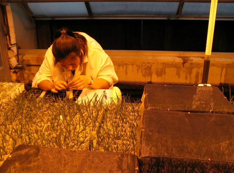 woman closely inspecting grass in a lab