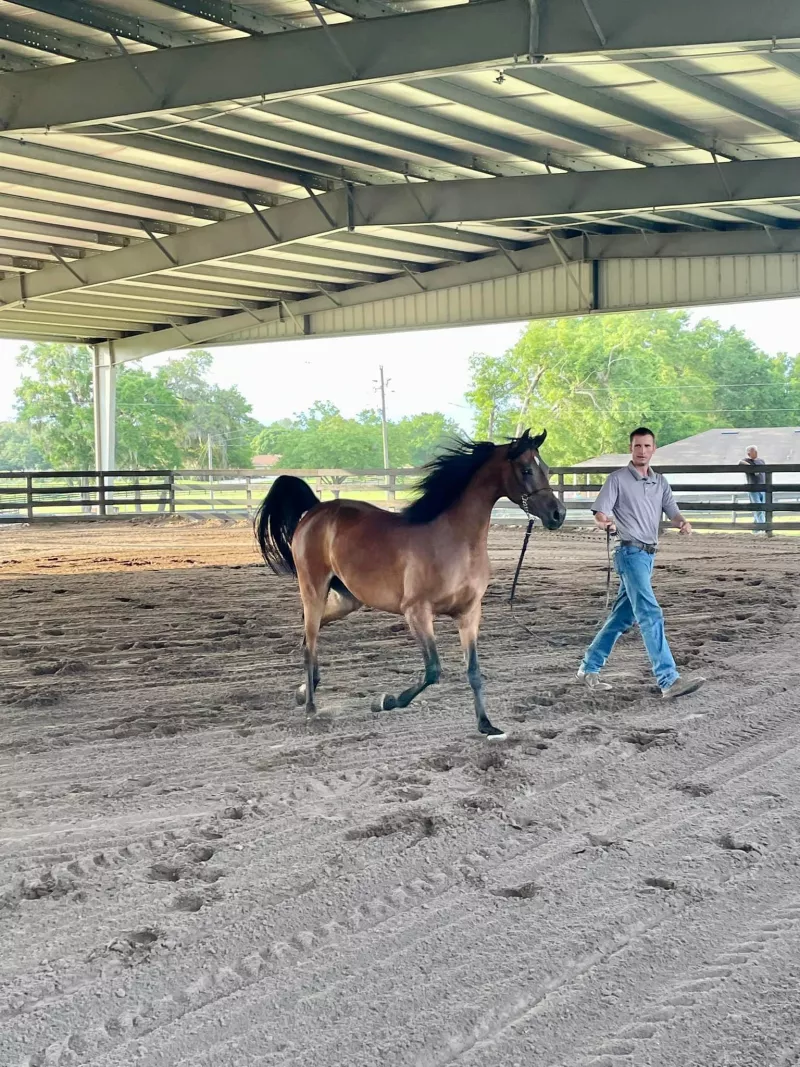 A man leads a horse in an outdoor arena 