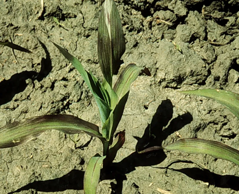 Phosphorus Deficiency