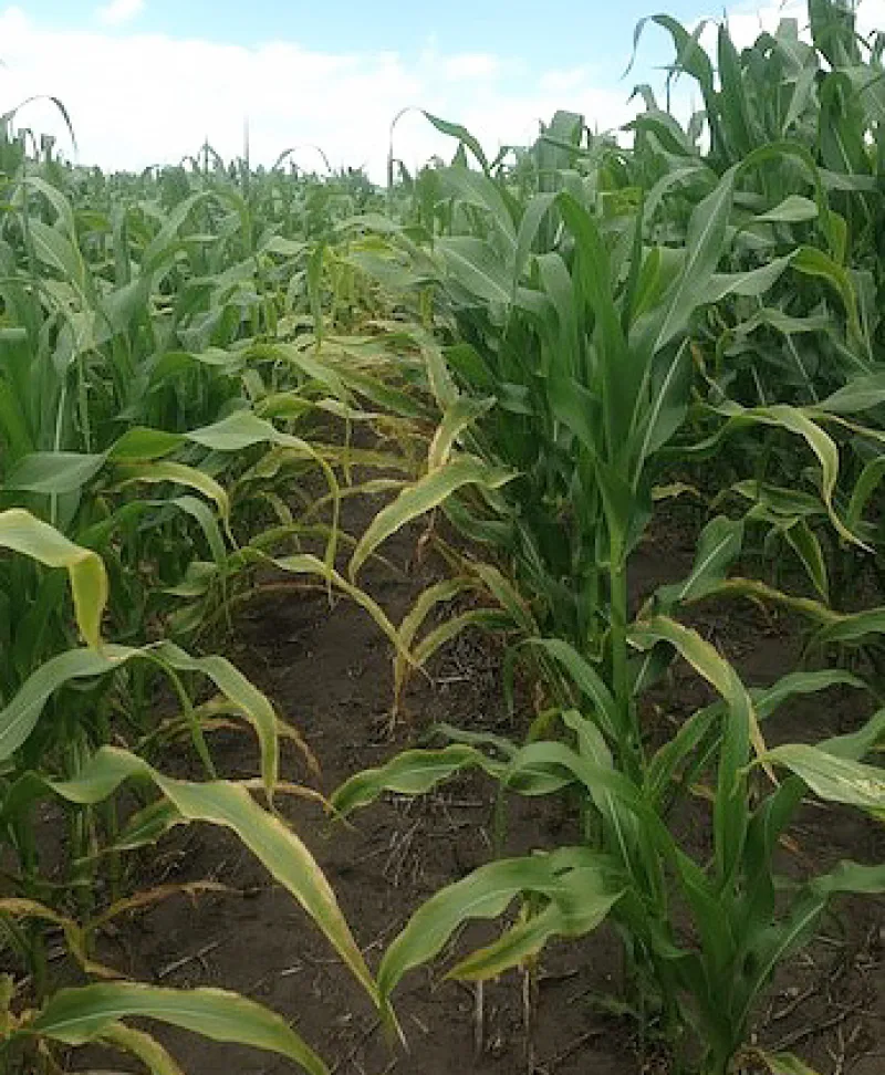 Potassium Deficiency Symptons