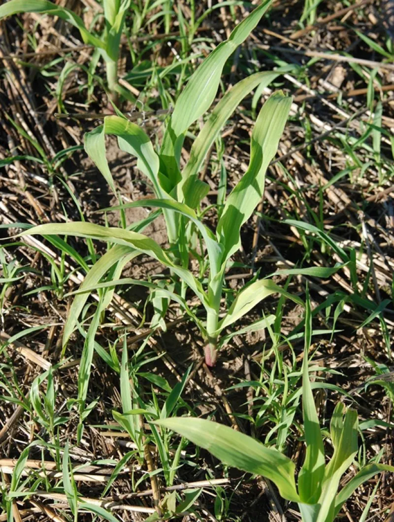 Sulphur Deficiency