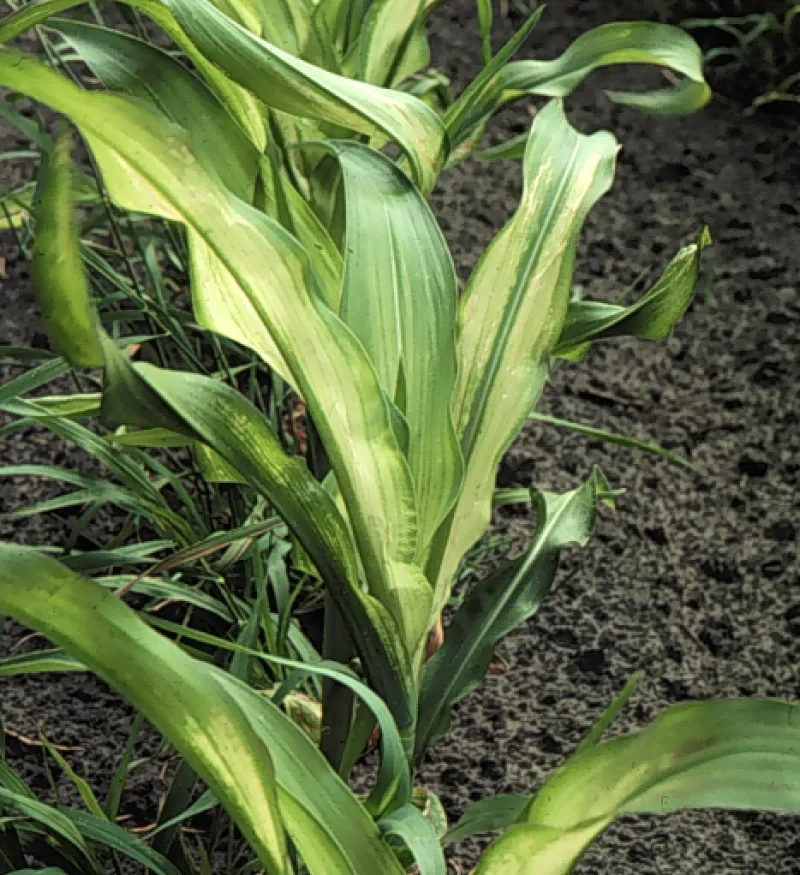 Zinc Deficiency Symptoms