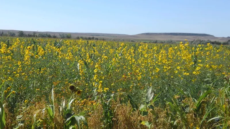 photo of native plants